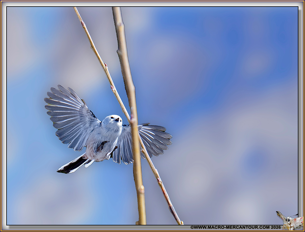 01-MESANGE LONGUE QUEUE_41584@3x-D copie